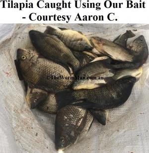 9   Tilapia Caught Using Our Bait - Courtesy Aaron C - 2       